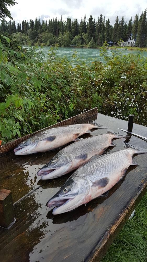 Fish the Kenai River and Surrounding Waters