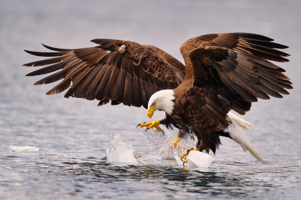 Wildlife Watching